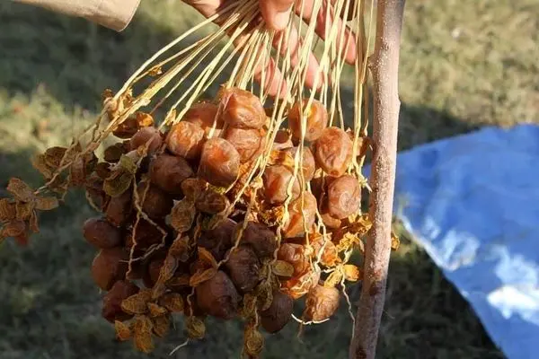 نخستین نخلستان در ننگرهار افغانستان