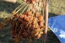 نخستین نخلستان در ننگرهار افغانستان