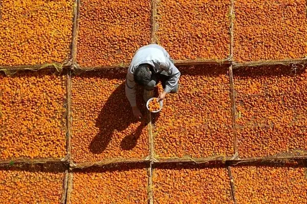 تصاویر؛ برداشت و خشک کردن سنتی آلو در خور