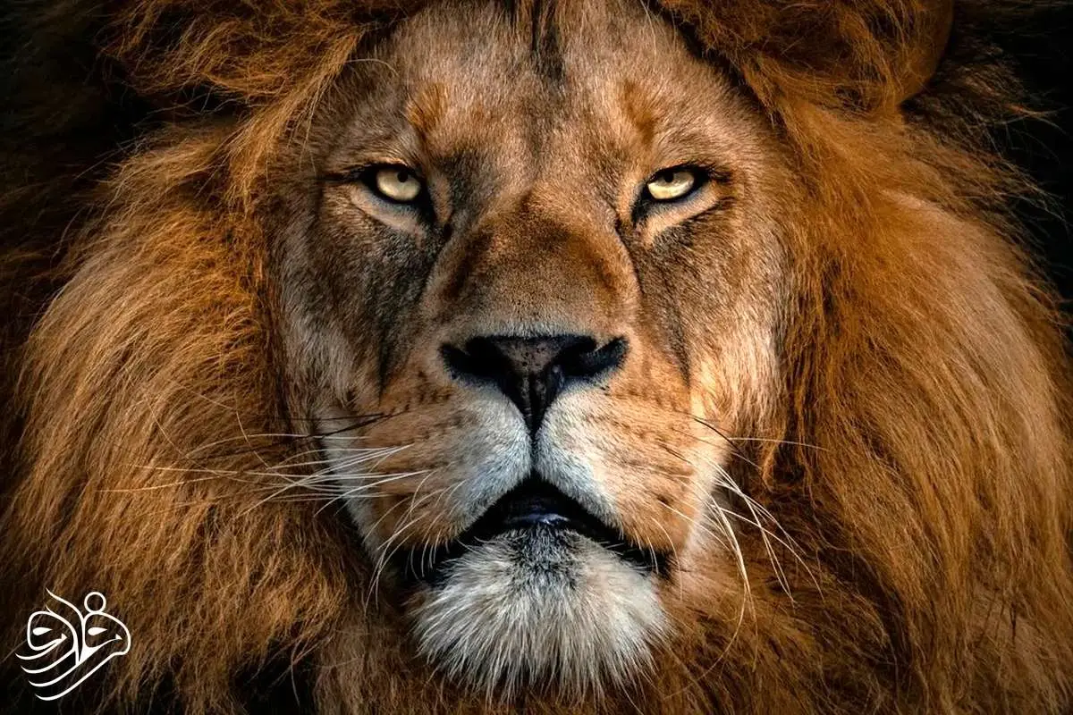 ۶۰۰۰ سال پیش، شیر سر این مرد را گاز گرفت؛ اما زنده ماند!  