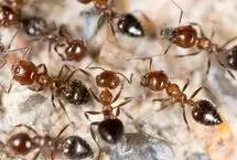 این حشرات در زمان بیماری خود را قرنطینه می کنند!