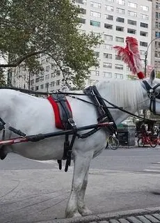 امروز به روایت تصویر؛ از جشنواره نور تا ژست عروس و داماد در ولیعصر