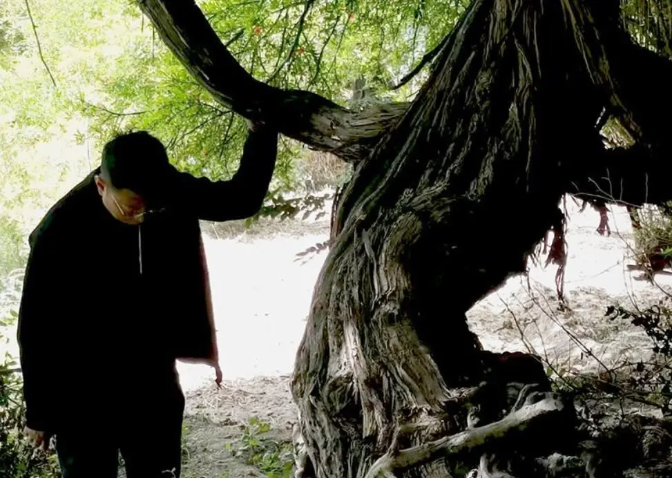 (عکس) قدیمی‌ترین درخت انگور جهان