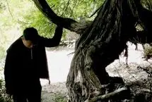 (عکس) قدیمی‌ترین درخت انگور جهان