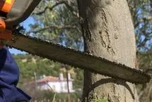 ماجرای قطع یک درخت کهنسال در کهور