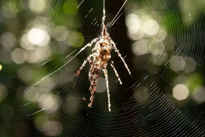 عنکبوتی که از خودش کپی می‌سازد!