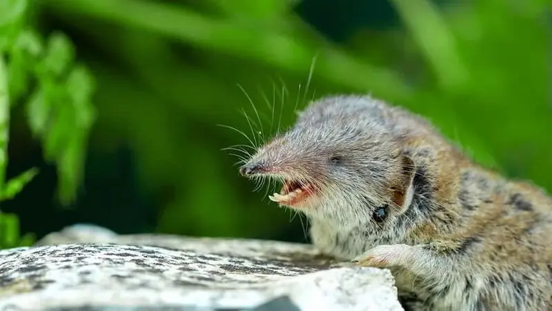 Crocidura stanleyi