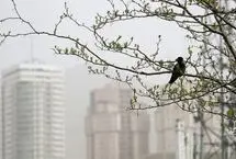 شاخص آلودگی هوای تهران امروز یکشنبه ۱۰ اسفند / انفجار ذرات معلق در کمربند جنوبی پایتخت