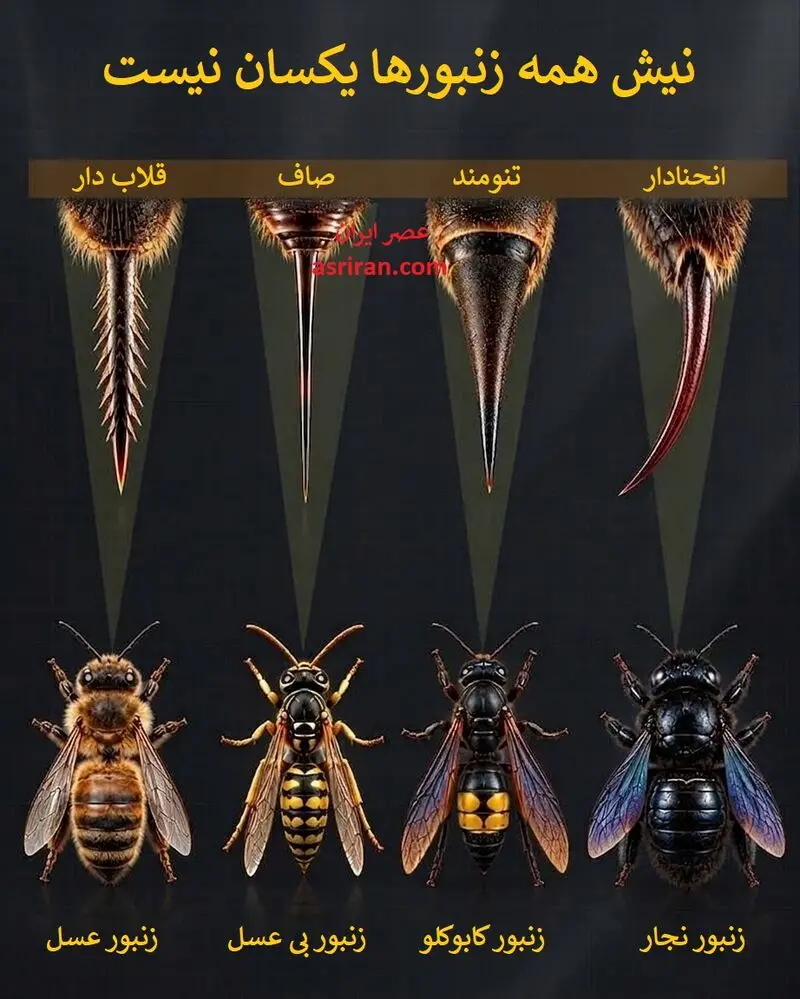 زنبور