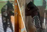 خرس سیاه پشت در خانه لحظات ترسناکی را رقم زد