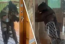 خرس سیاه پشت در خانه لحظات ترسناکی را رقم زد