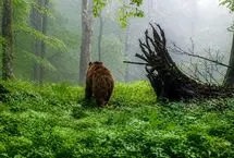 ویدئو؛ ۲ خرس‌ قهوه‌ای در شمیرانات