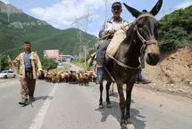 تصاویر؛ جاده چالوس در تسخیر احشام