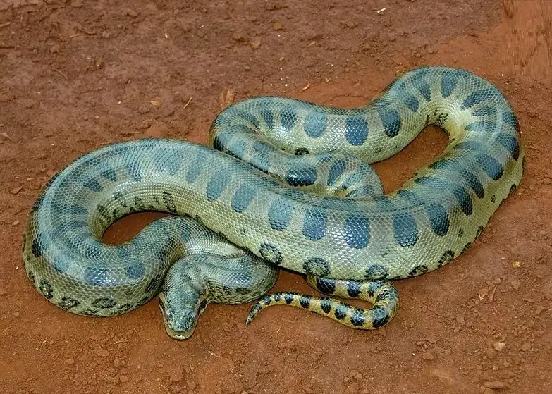 رویارویی هیجان‌انگیز ویل اسمیت با آناکوندای ۷.۵ متری در آمازون