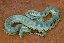 رویارویی هیجان‌انگیز ویل اسمیت با آناکوندای ۷.۵ متری در آمازون