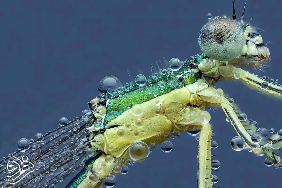 تصاویر دیدنی از حشرات زیر قطرات باران