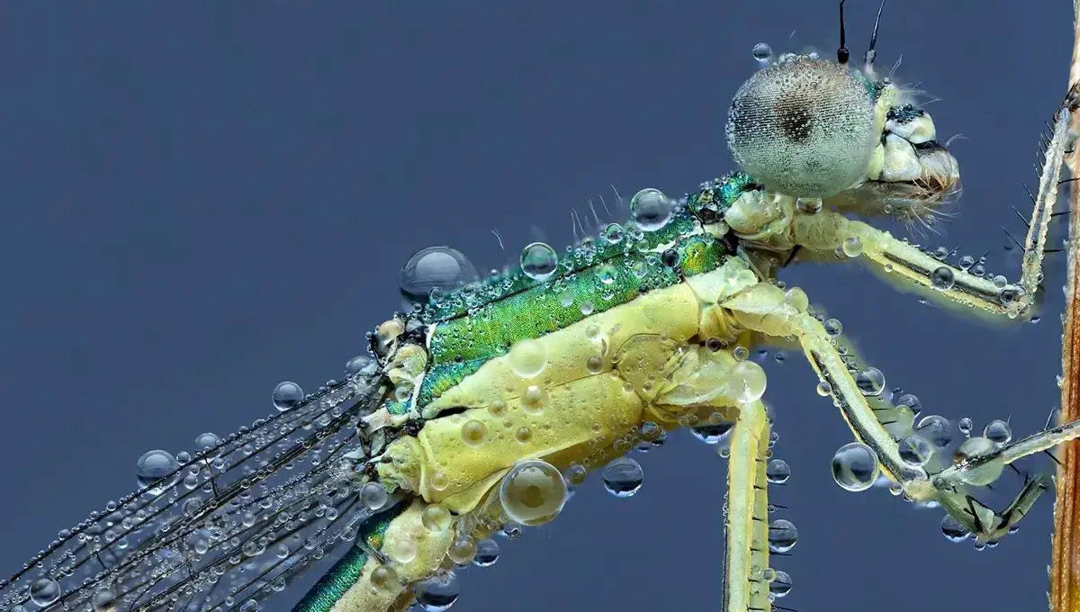 تصاویر دیدنی از حشرات زیر قطرات باران