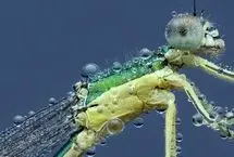 تصاویر دیدنی از حشرات زیر قطرات باران