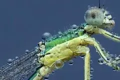 تصاویر دیدنی از حشرات زیر قطرات باران