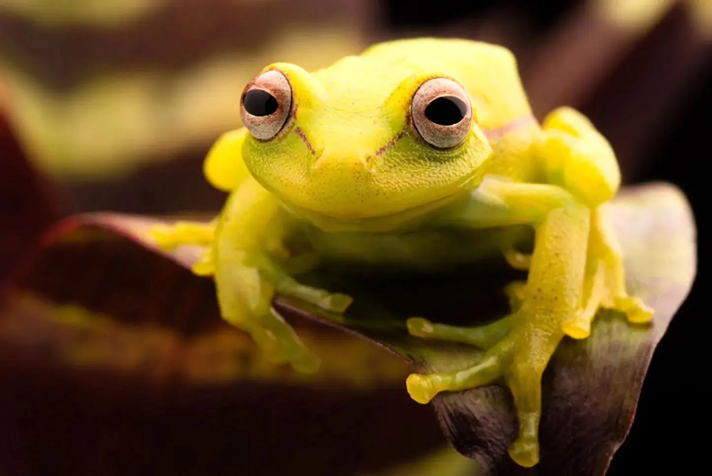 فرار معجزه‌آسای قورباغه درختی از چنگ مار
