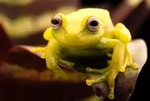 فرار معجزه‌آسای قورباغه درختی از چنگ مار