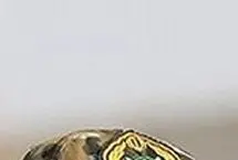 خبر بد برای مشمولان غایب و فراری از خدمت