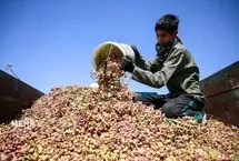 تصاویر؛ برداشت پسته در خراسان‌ شمالی زیر سایه کم‌آبی و قطعی برق