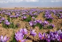 قیمت زعفران از کیلویی ۲۶۶ میلیون تومان گذشت