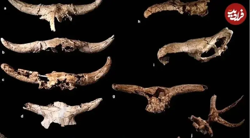 نئاندرتال‌ها