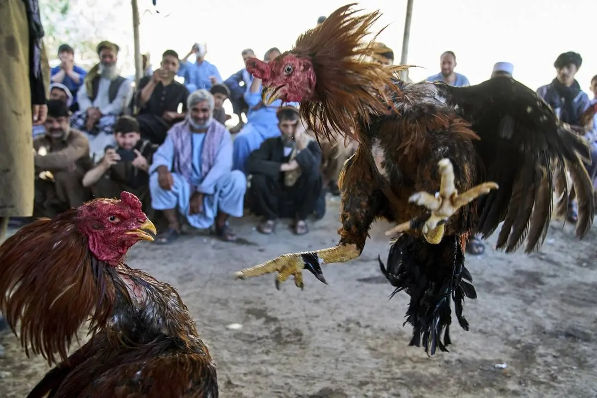 گالری