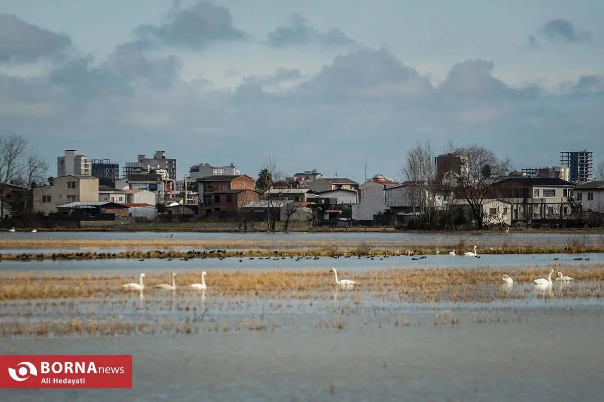 تصاویر؛ سرخرود مازندران میزبان قو‌های آوازخوان 20