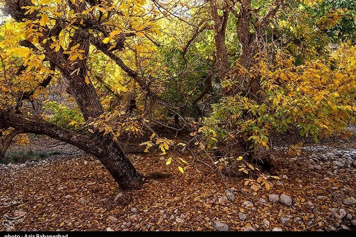 طبیعت پاییزی باغ‌های گردو کهمان شهرستان سلسله