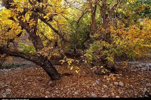 طبیعت پاییزی باغ‌های گردو کهمان شهرستان سلسله