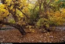 طبیعت پاییزی باغ‌های گردو کهمان شهرستان سلسله