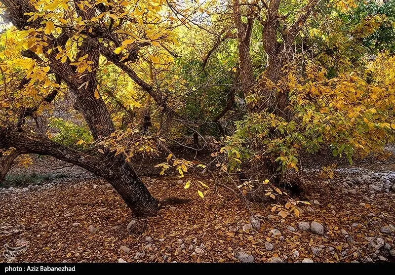 طبیعت پاییزی باغ‌های گردو کهمان شهرستان سلسله