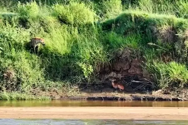 ایمپالا قربانی حس بویایی کفتار شد