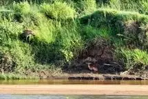 ایمپالا قربانی حس بویایی کفتار شد