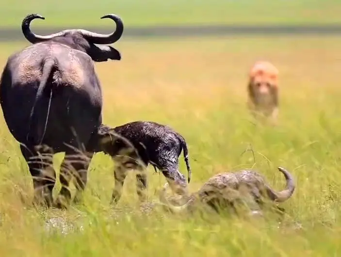 شیر نر در شکار بوفالوی تازه متولد شده ناکام ماند