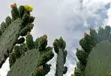 ببینید؛ گرسنگی مردم غزه را به خوردن کاکتوس کشانده است
