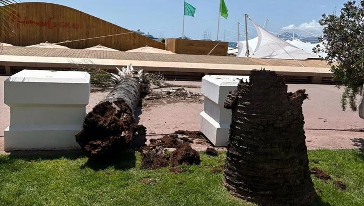 سقوط نخل در جشنواره کن