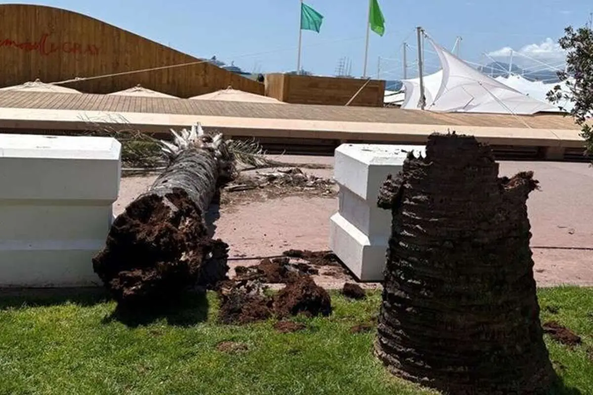 سقوط نخل در جشنواره کن