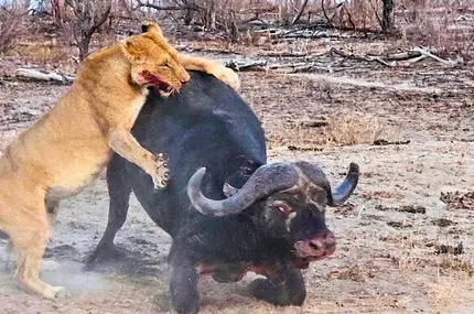 فرار شگفت‌انگیز بوفالوی زمین‌گیر شده از چنگ شیر