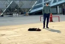 ماجرای سگی که رقیب فرعون مصر شد چه بود؟