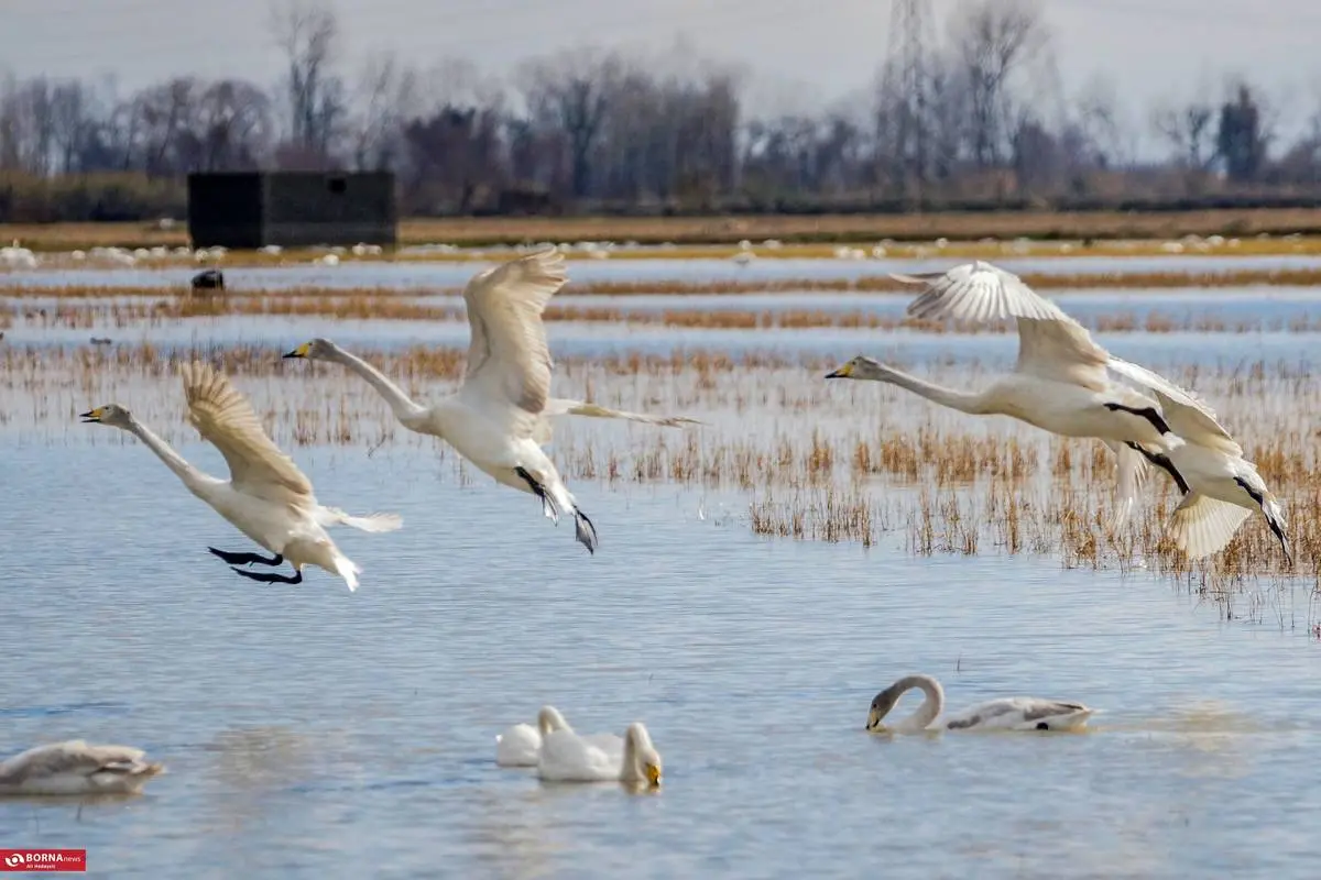 تصاویر؛ سرخرود مازندران میزبان قو‌های آوازخوان 14