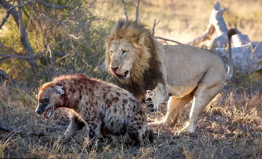 چرا شیرهای نر از کفتارها متنفرند؟