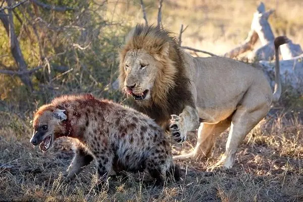 چرا شیرهای نر از کفتارها متنفرند؟