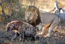 چرا شیرهای نر از کفتارها متنفرند؟