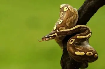 مارهایی که یک سال غذا نمی خورند!