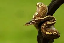 مارهایی که یک سال غذا نمی خورند!