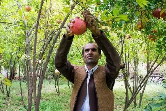 فصل بوی انار و نوای دف در روستای هورامان